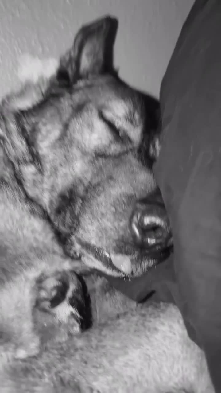 German Shepherd dogs for sale: Male German shepherd  - Video 2