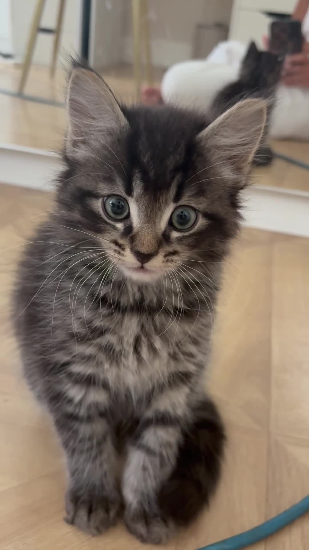 Mixed Breed cats for sale: Mix breed ragdoll kittens  in Romford - Video 2