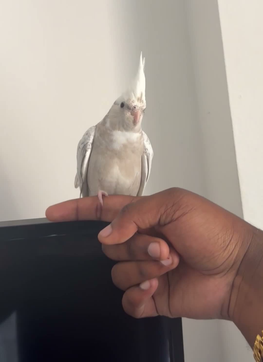 Cockatiels birds for sale: Hand Reared White Pied Baby Cockatiel  - Video 4