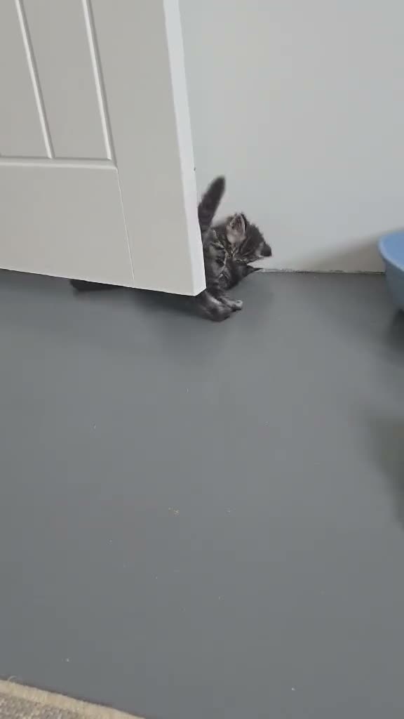Maine Coon cats for sale: 6 TICA registered Maine Coon kittens. - Video 2