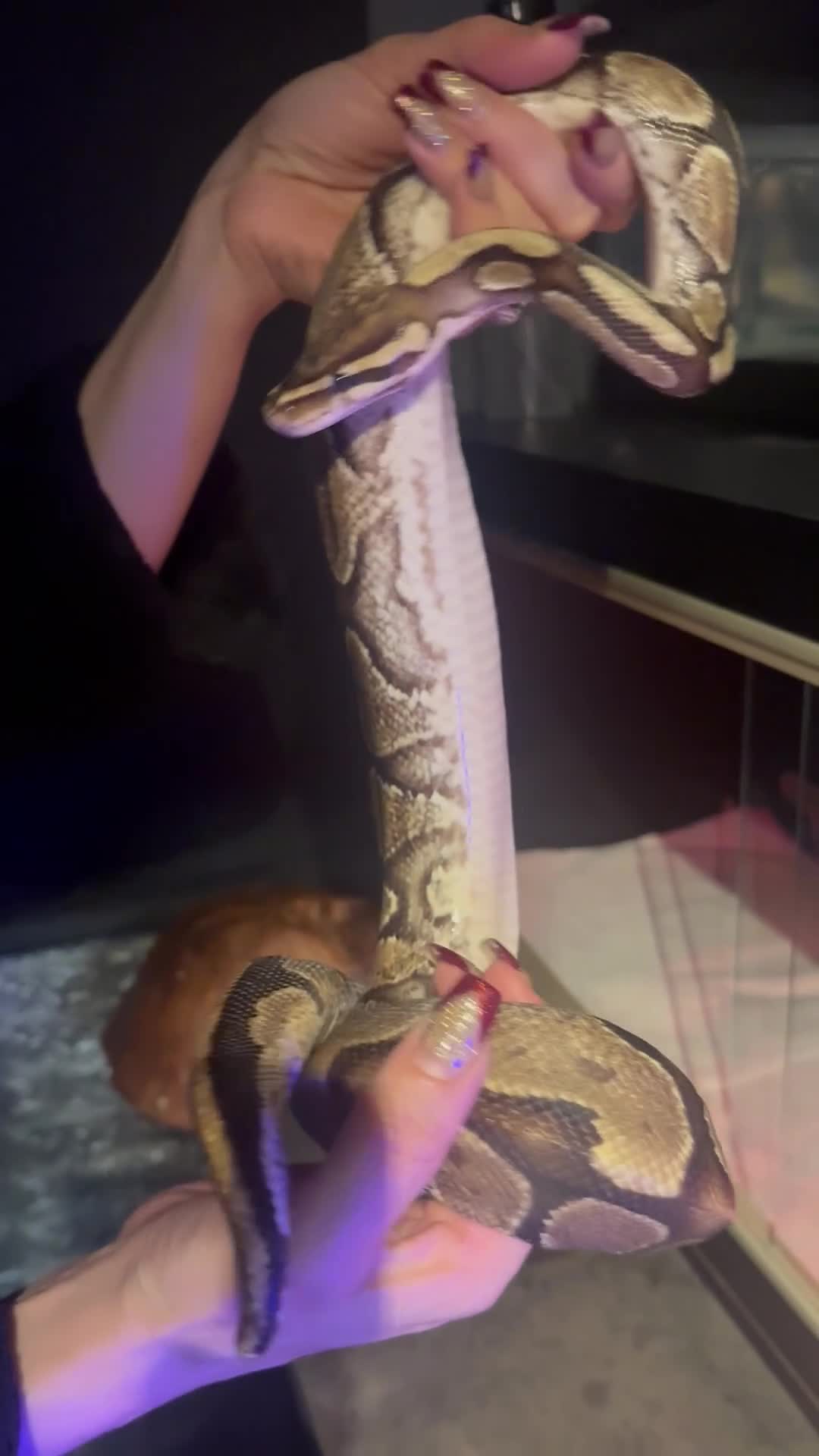 Python Snake reptiles for sale: Ball Python & vivarium set up - Video 1