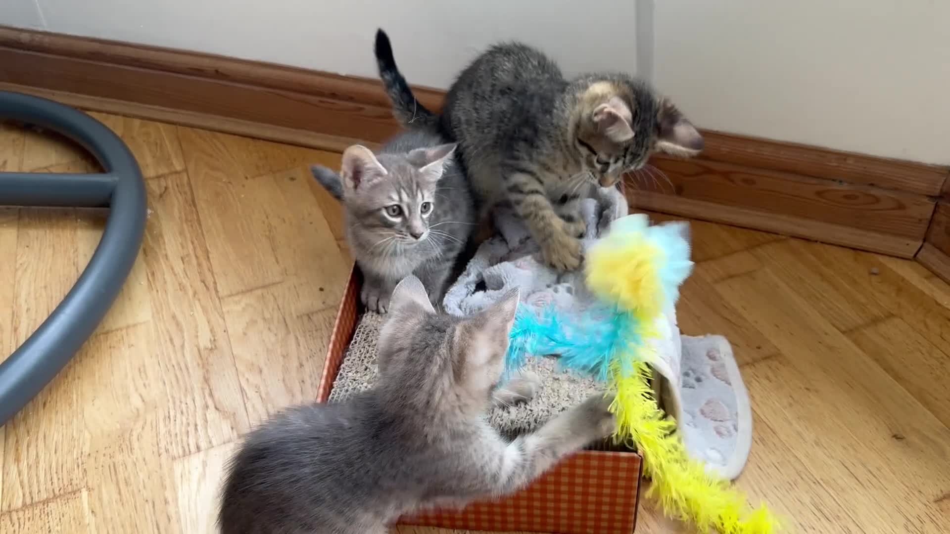Maine Coon cats for sale: *Ready Now* Maine Coon X - Video 3
