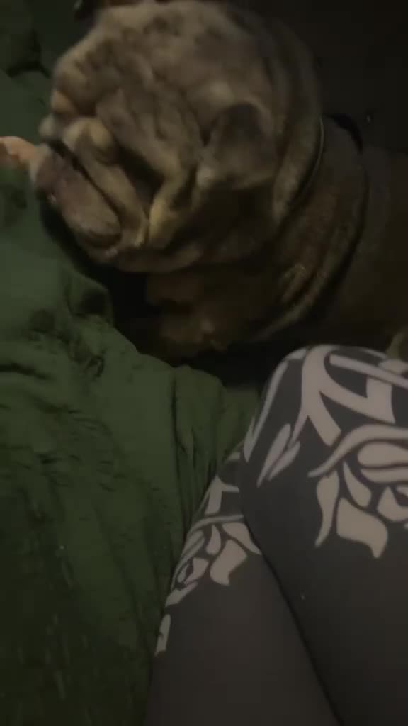 English Bulldog dogs for sale: 3 year old British bulldog  - Video 1