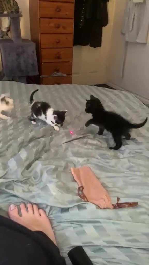 Mixed Breed cats for sale: Lovely friendly kittens Bengal x  - Video 1