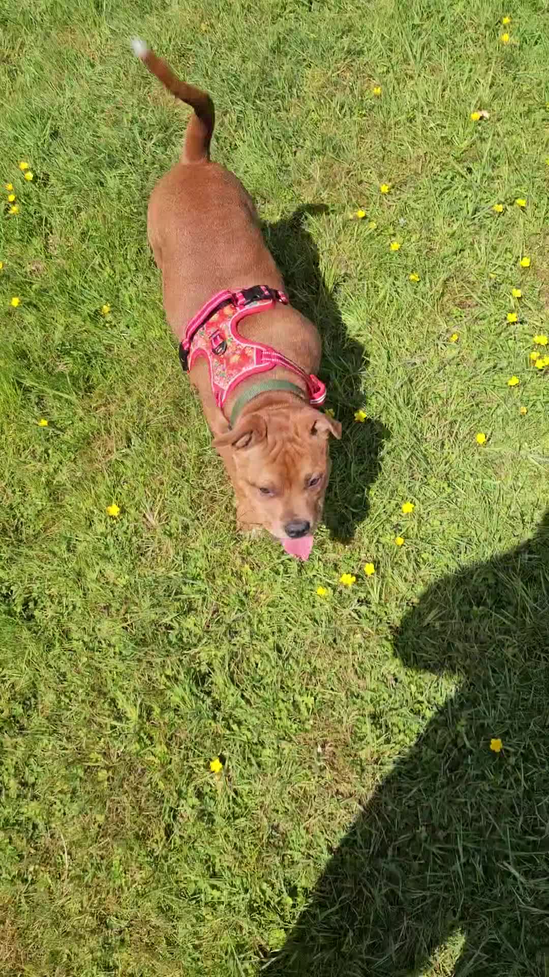 Staffordshire Bull Terrier dogs for stud: 🥨CHIEF CHAMPION SIRED. 🥨🏆  in Rochdale - Video 5