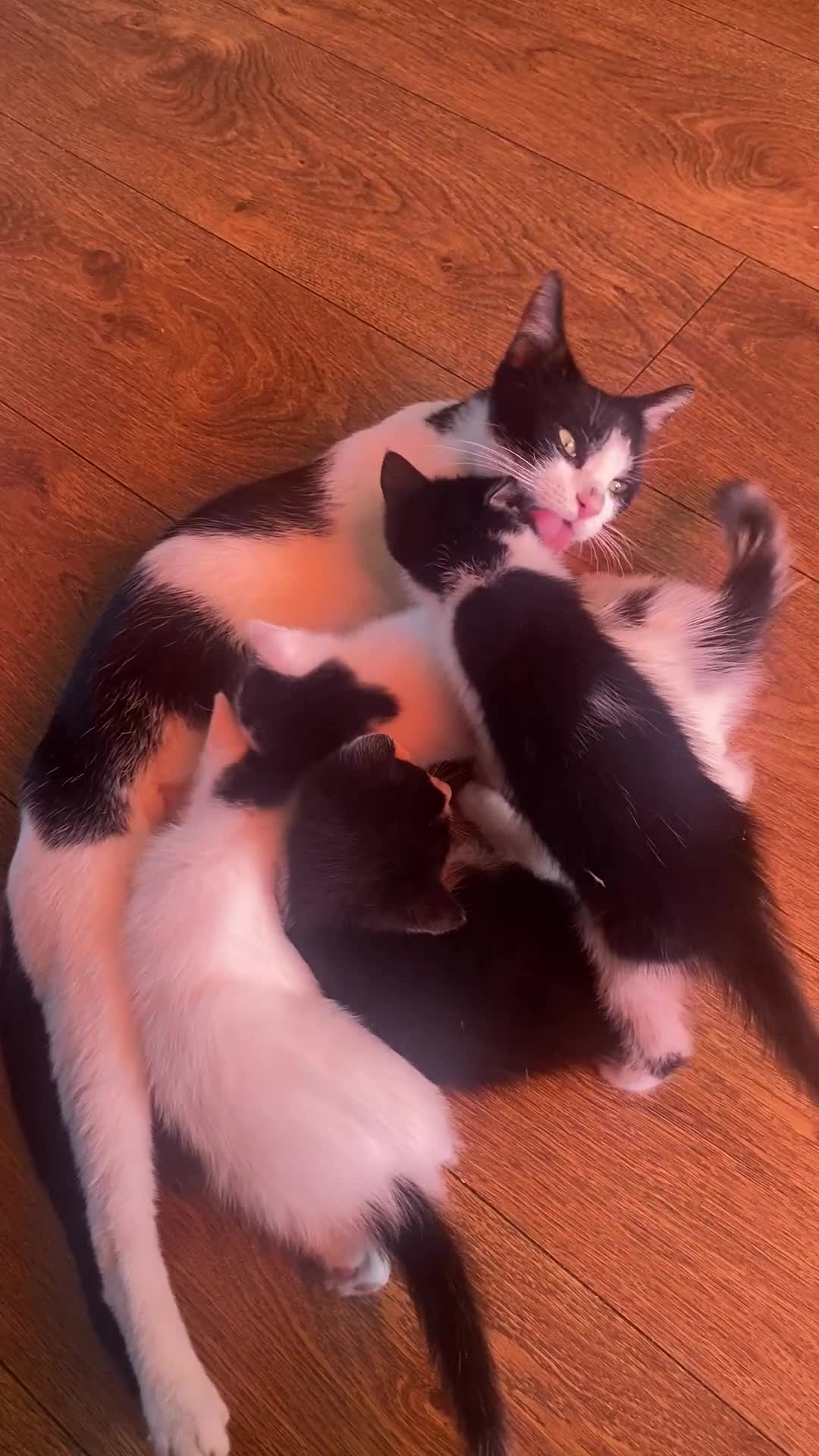 Domestic Shorthair cats for sale: Lola - 8 Weeks Old – Ready Now - Video 2