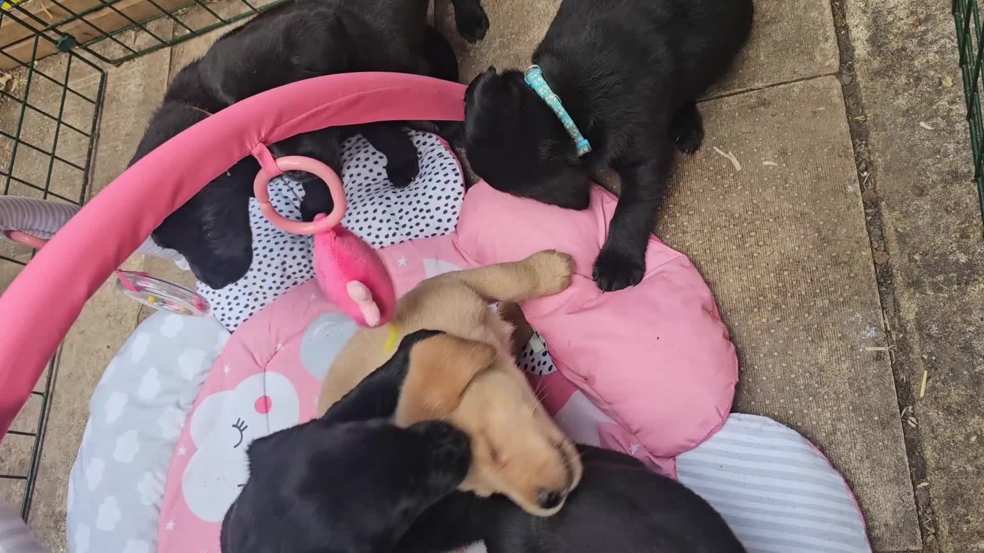 Labrador Retriever dogs for sale: 7 Labrador Pups **1 Bitch Left** Read Ad in York - Video 1