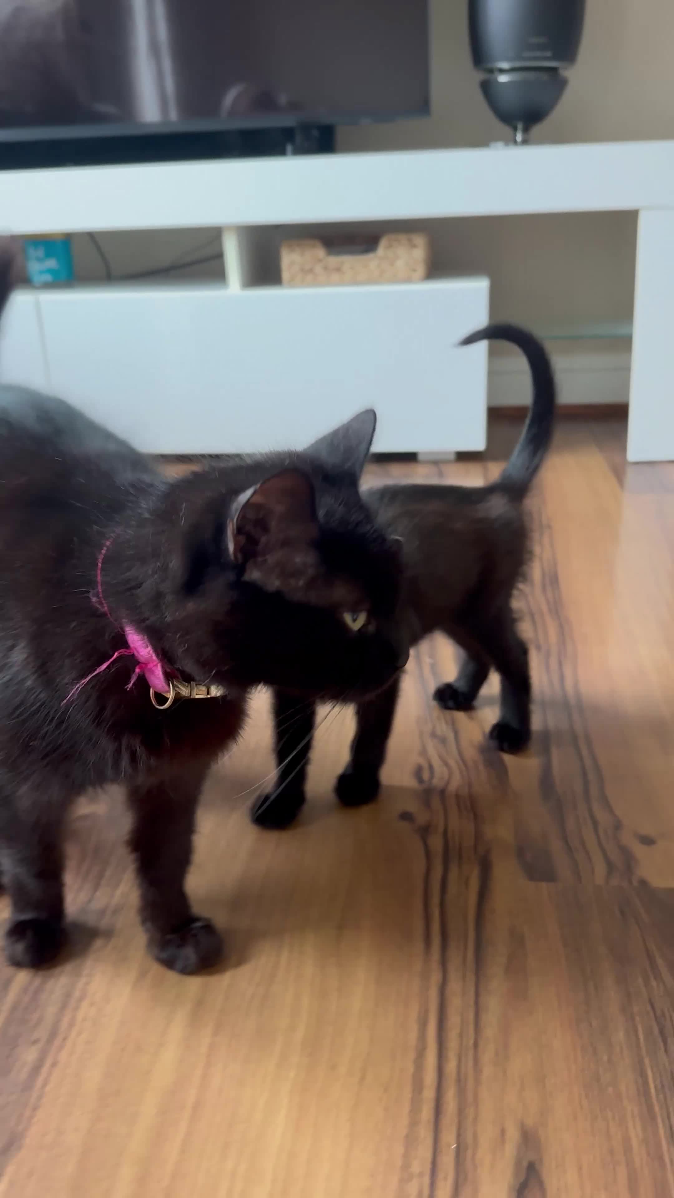 Mixed Breed cats for sale: Two Gorgeous Black Kittens - Video 1