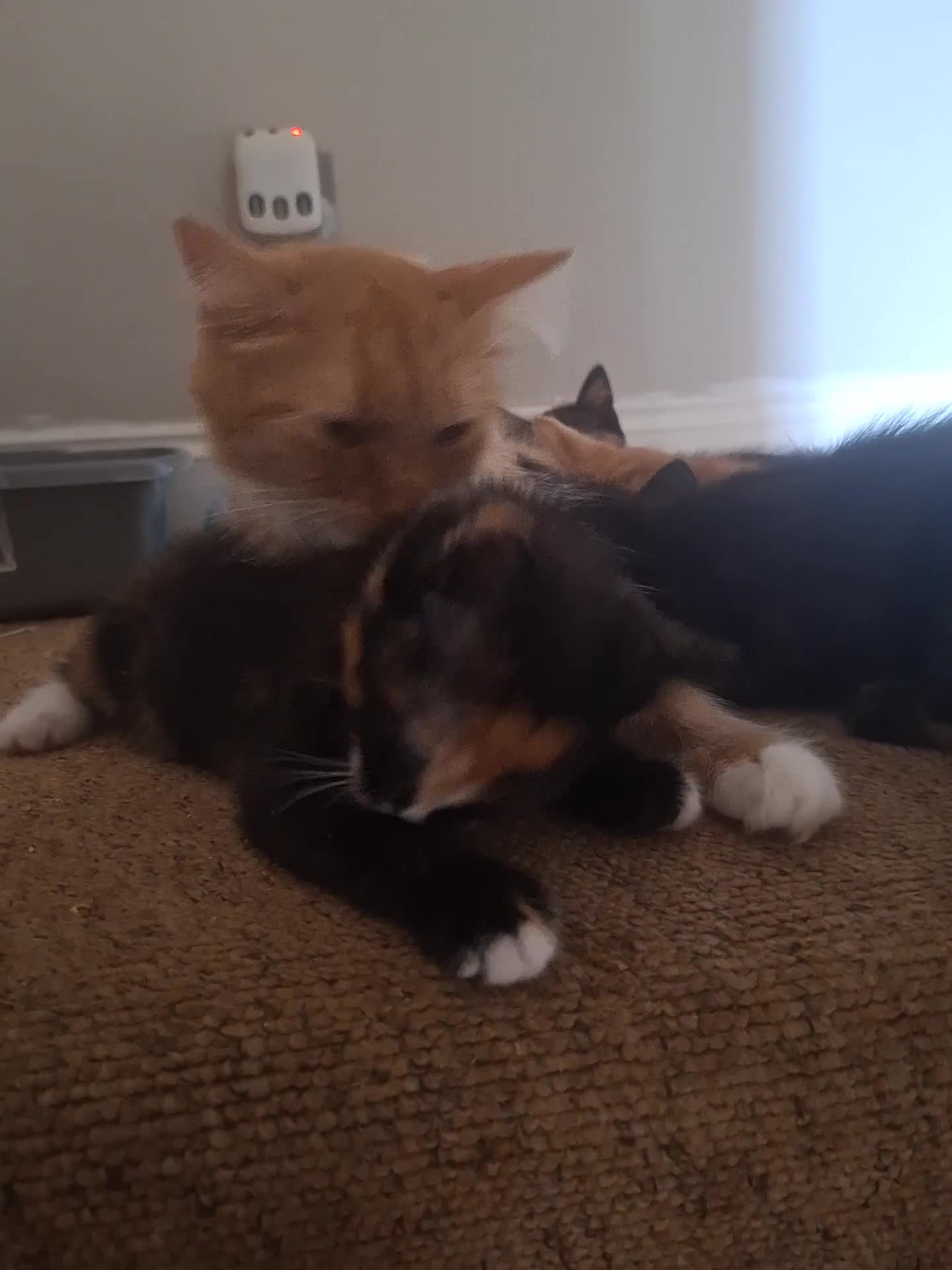 Domestic Shorthair cats for sale: 3 black white and ginger females - Video 1