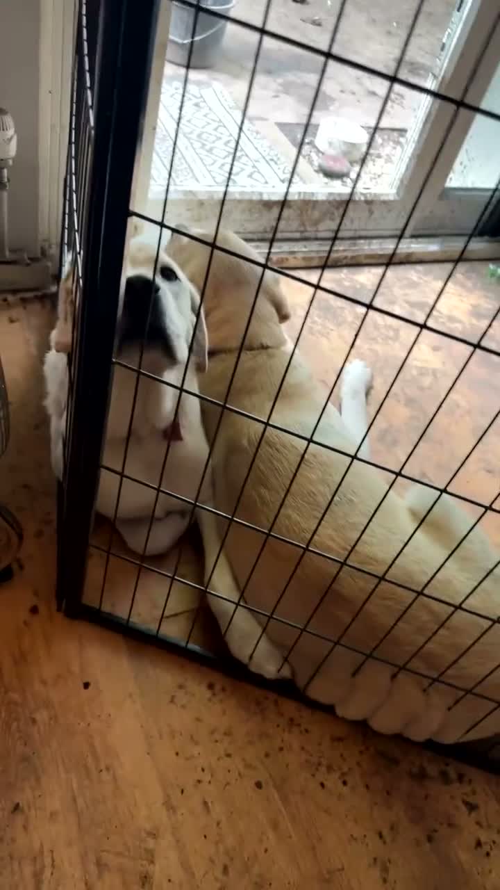 Labrador Retriever dogs for sale: Little Hugo  - Video 2