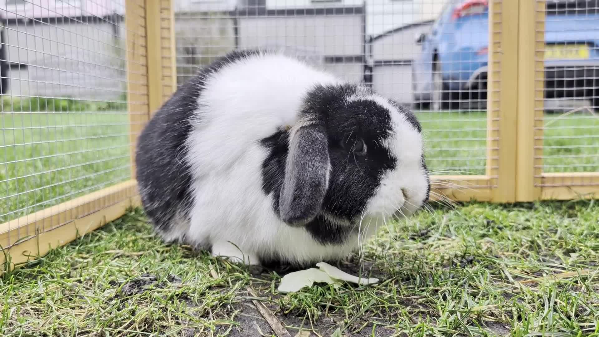 Mini Lop rabbits for sale: 🐇 Loving Home Wanted for Our Beautiful Bunny 🐇 in Abergavenny - Video 1