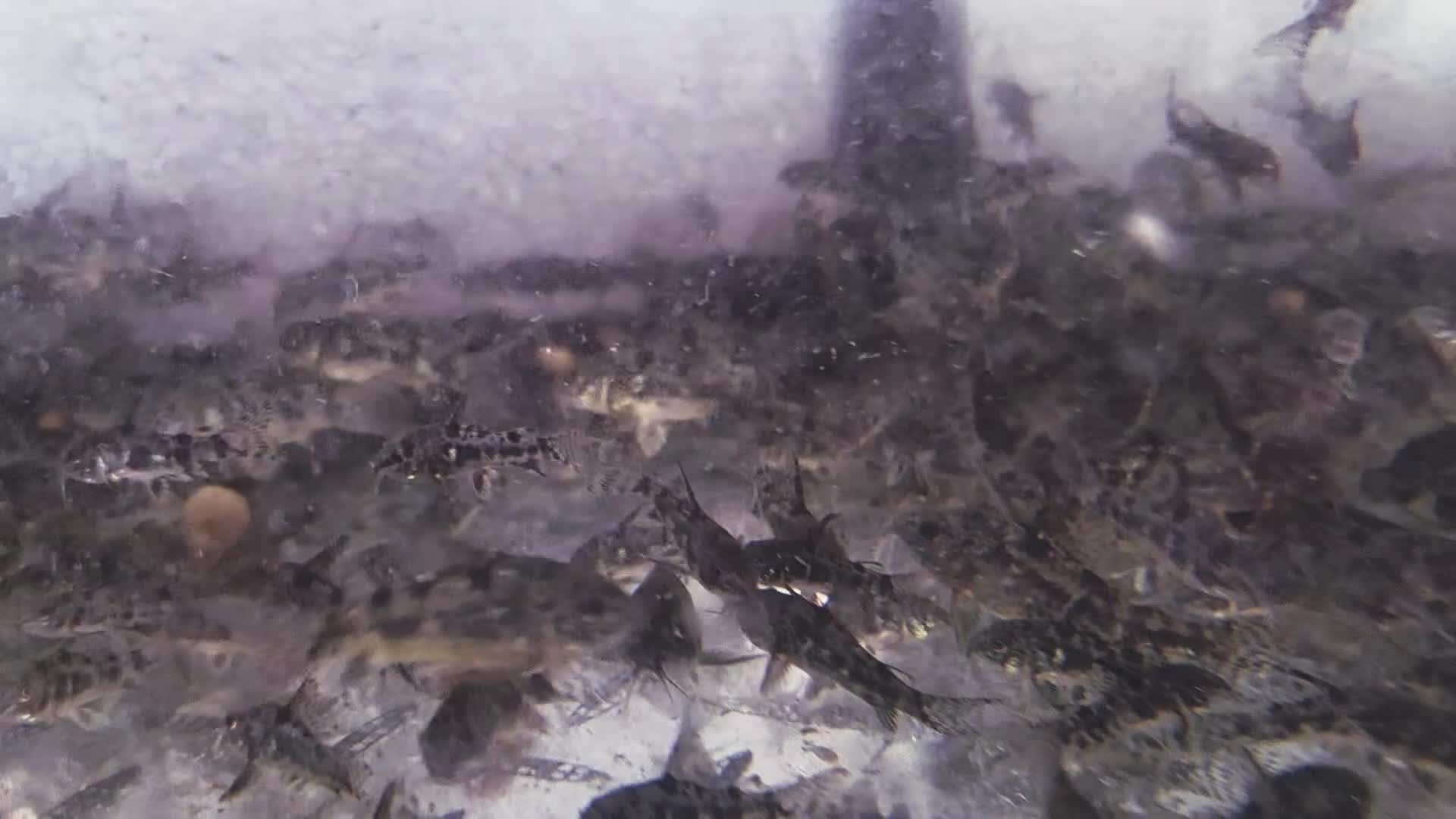 Killifish fish for sale: the fish that are in the photo Read the descriptio - Video 1