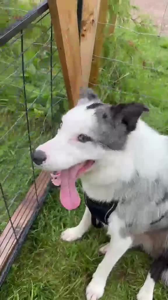 Mixed Breed dogs for adoption: ❗🚨 URGENT FOSTER 💙STRIKE💙 4 yo Border Collie in Trefriw - Video 5
