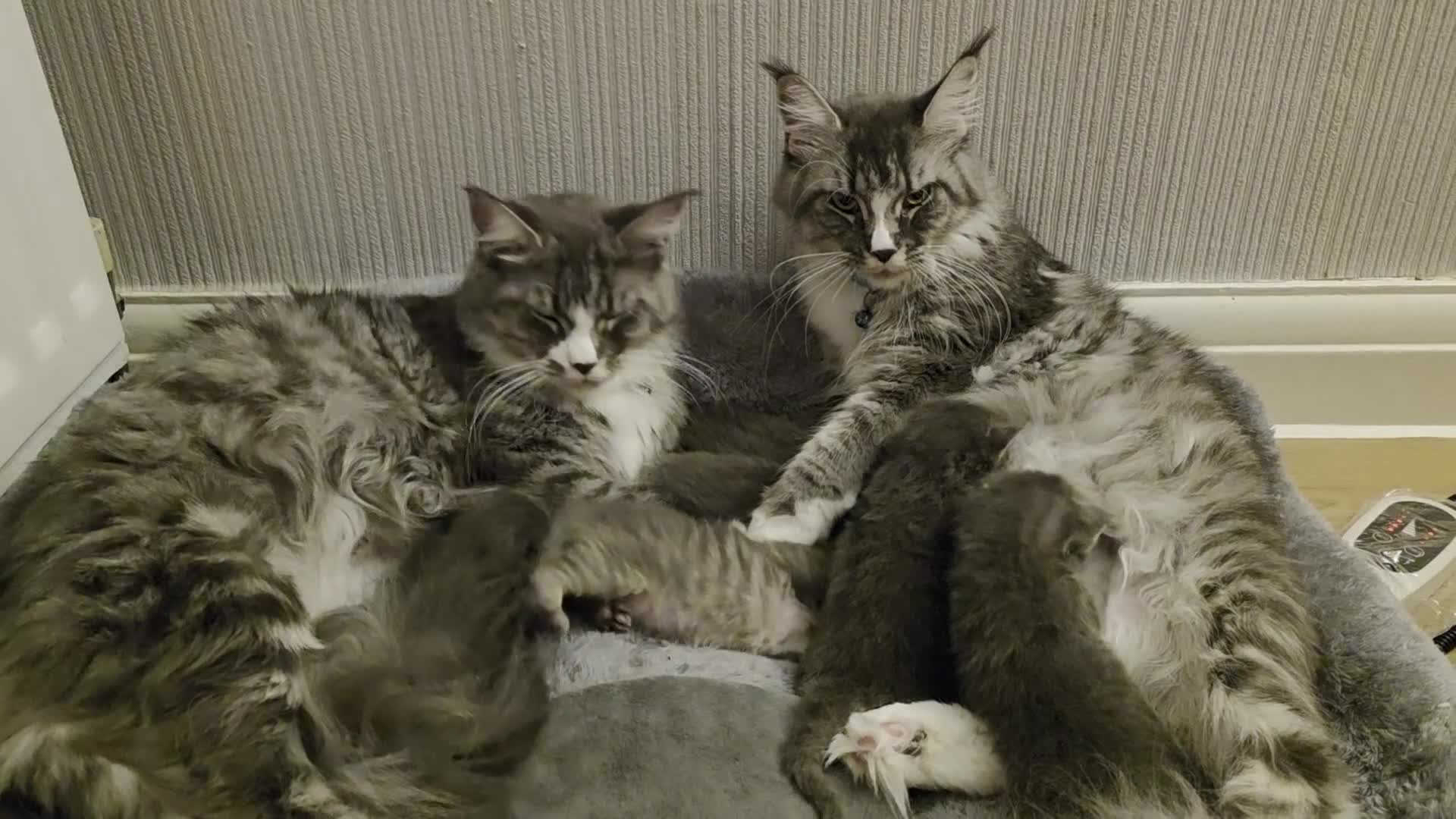 Maine Coon cats for sale: Beautiful Maine Coon Kittens 4 boys/2girl  - Video 1