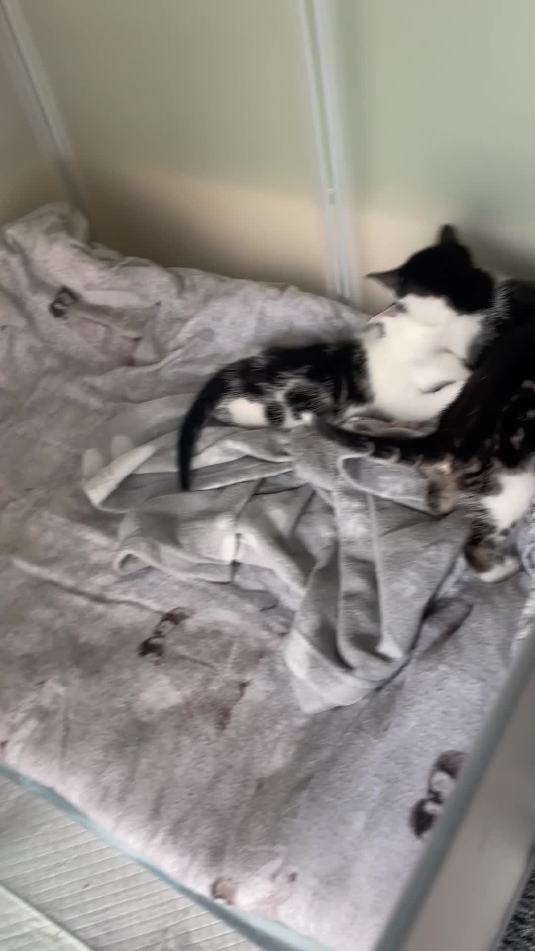 Mixed Breed cats for sale: 3 beautiful short haired kittens for sale  in Eastbourne - Video 1