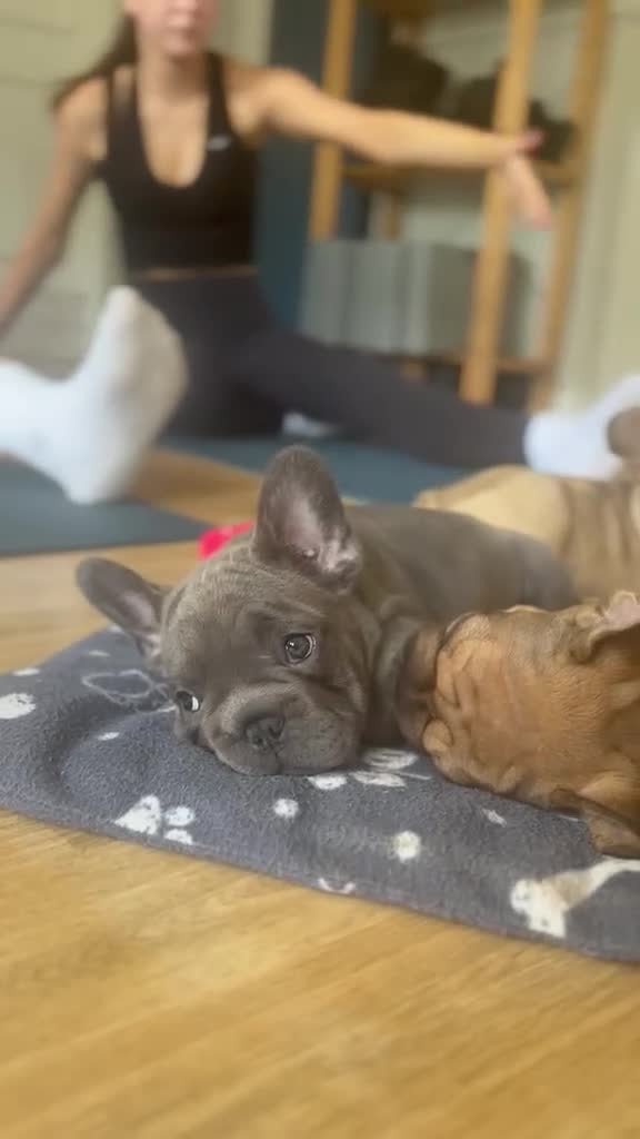 French Bulldog dogs for sale: 🌟last 2 KC pup left🌟 Ready to go  - Video 1