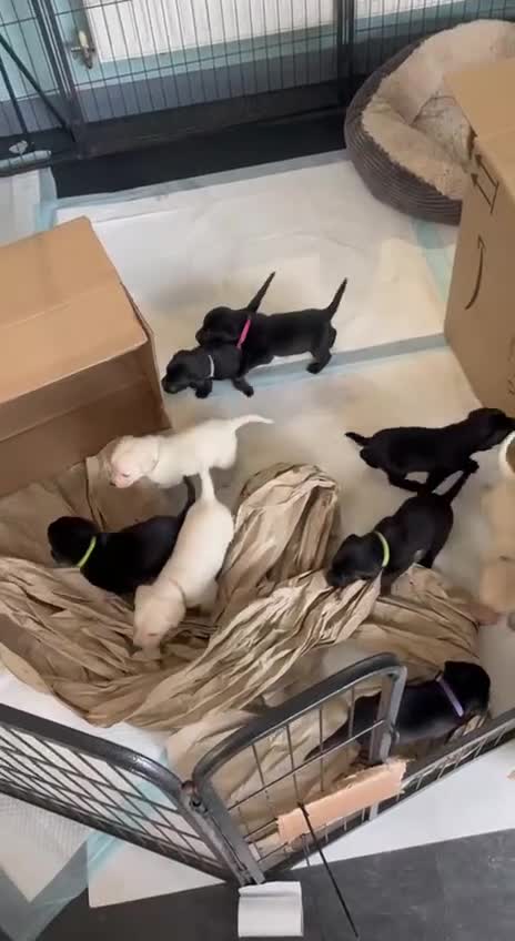 Labrador Retriever dogs for sale: Equal parts adventure and sofa buddies (Labradors) - Video 3