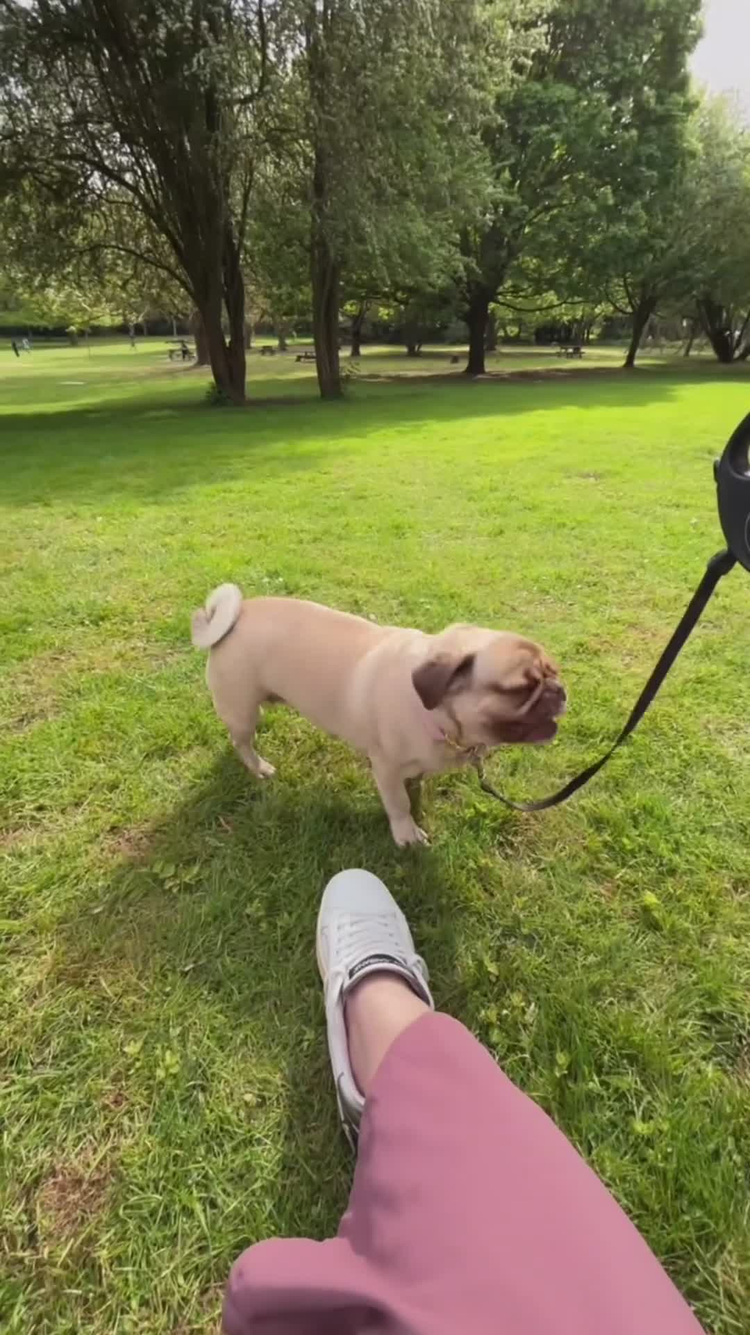 Pug dogs for sale: Dog Pug in Maidstone - Video 1