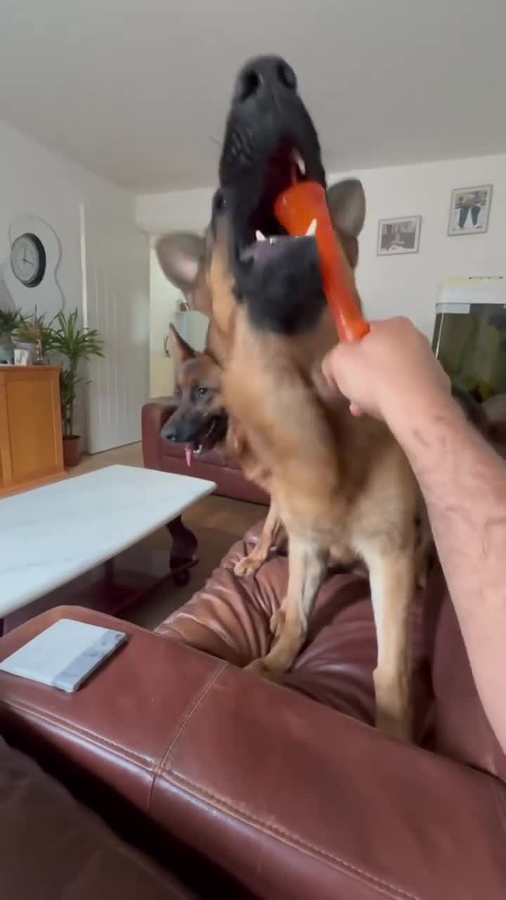 German Shepherd dogs for stud: Shadow Available for stud  - Video 2