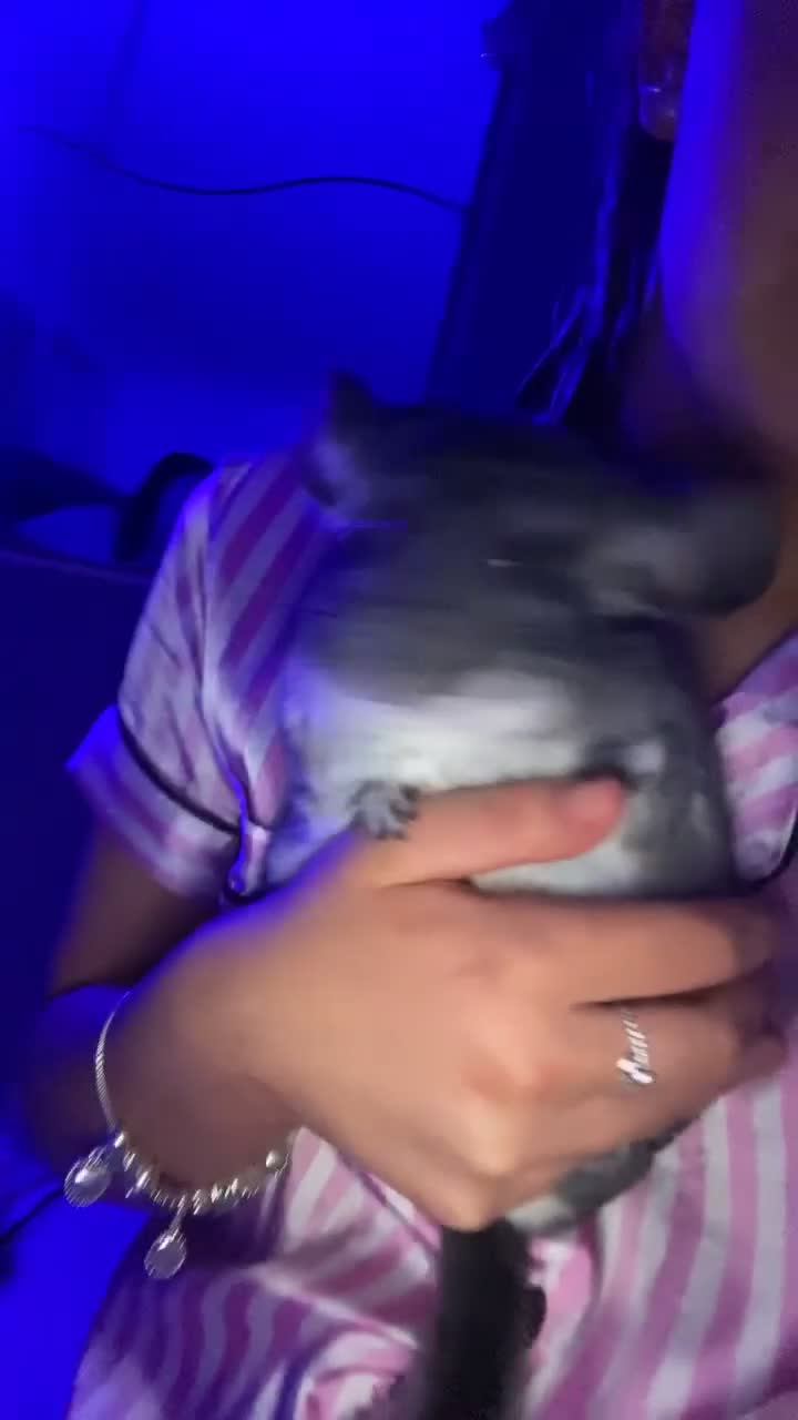 Chinchilla rodents for sale: male chinchilla, cadge included! - Video 1