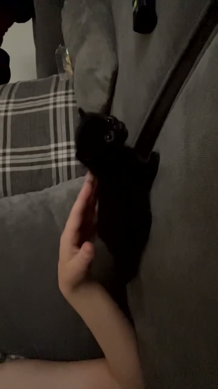 Mixed Breed cats for sale: ‼️🐾two beautiful tuxedo kittens 🐾‼️ in Southampton - Video 1