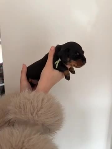 Miniature Dachshund dogs for sale: Miniature dachshund puppies - Video 3