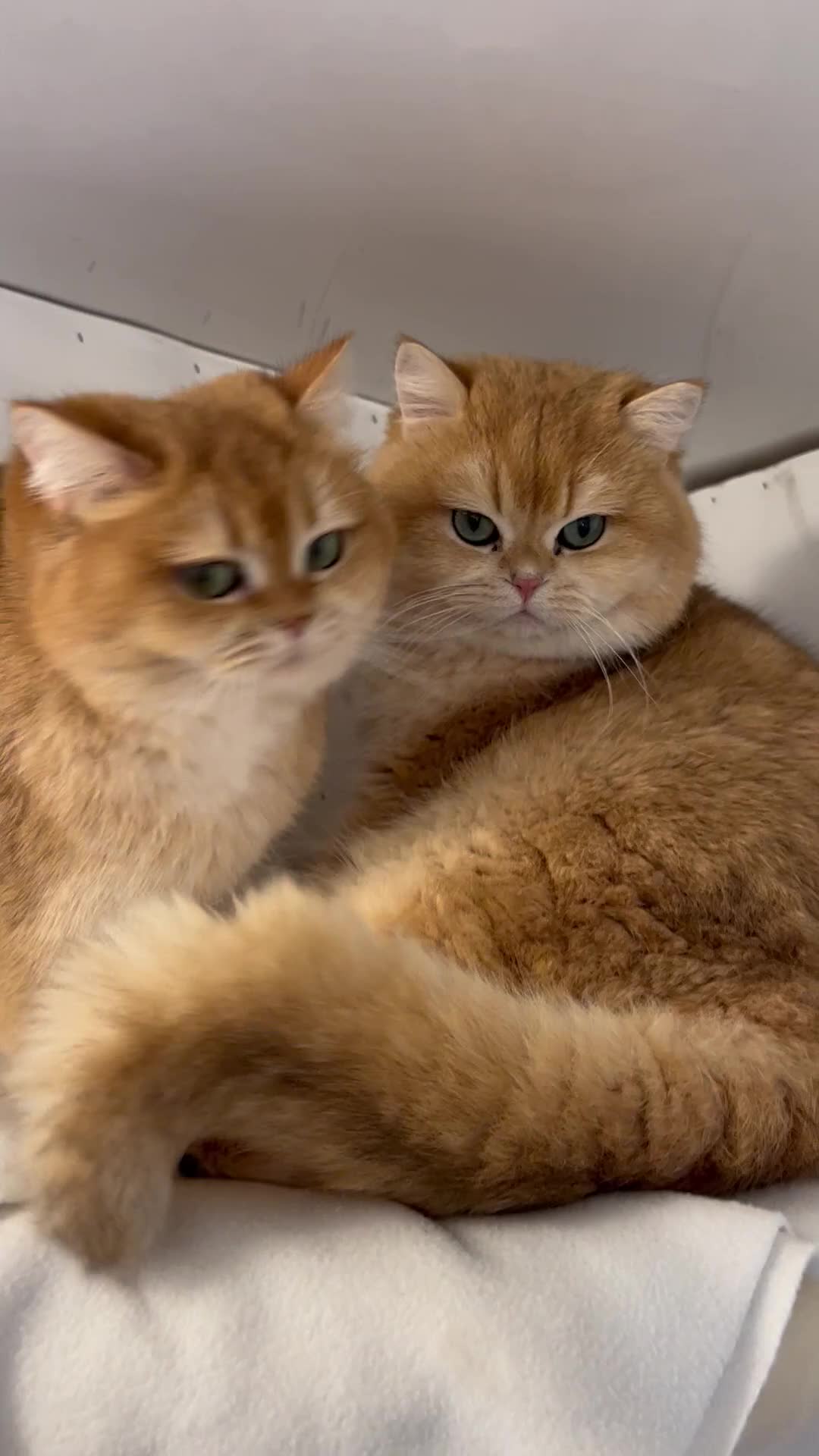 British Shorthair cats for sale: TEDDYBEAR CUDDLY INTENSE GREEN EYES in Leatherhead - Video 1