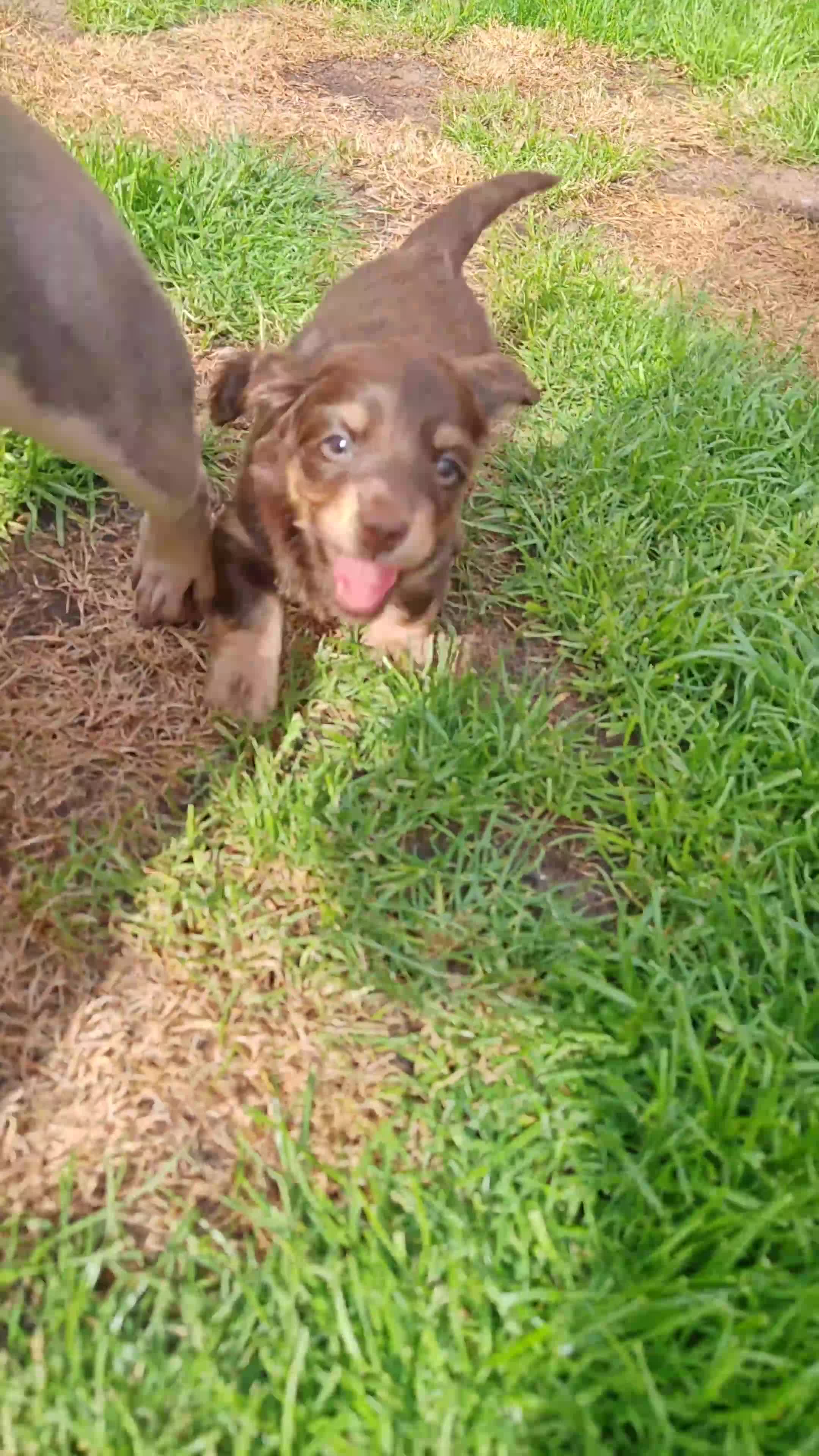 Miniature Dachshund dogs for sale: Exceptional Miniature Dachshunds Babies in Littleborough - Video 2