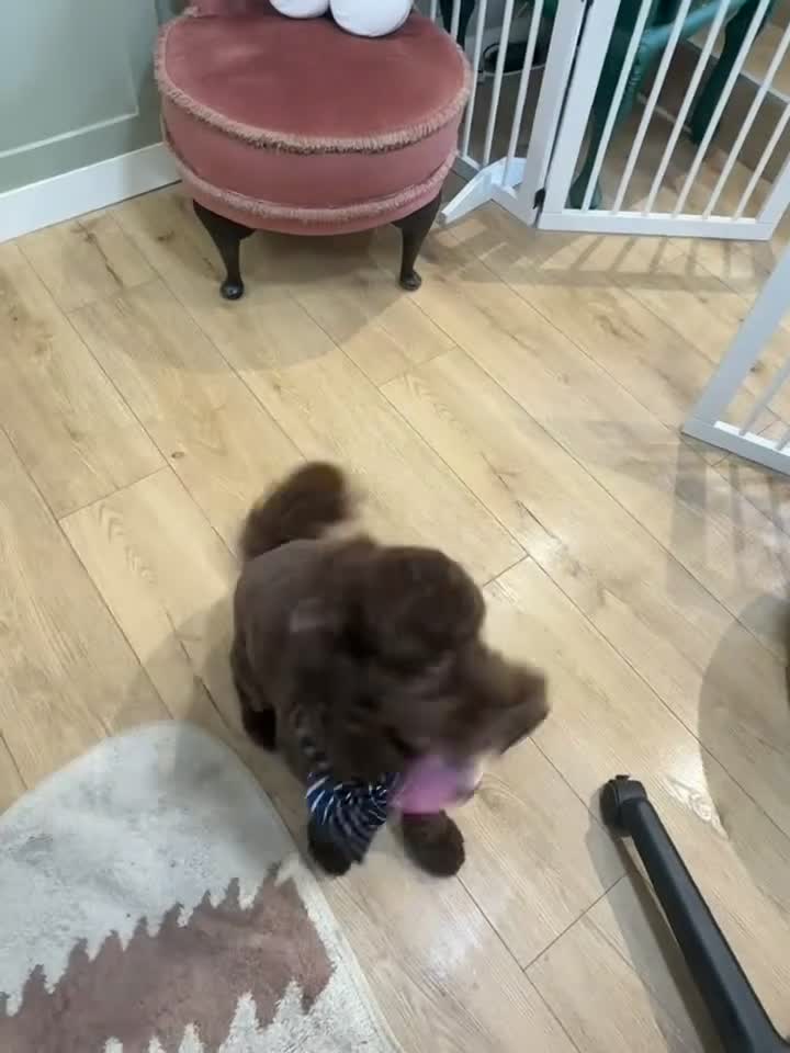 Cockapoo dogs for sale: Looking for new family  in Edinburgh - Video 1