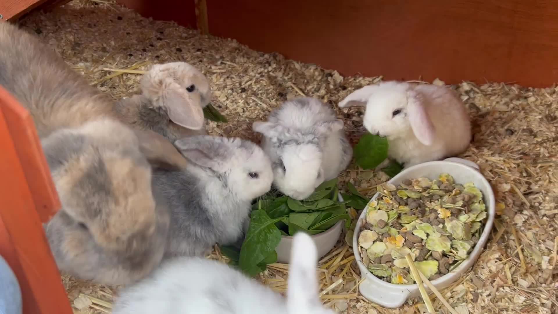 Mini Lop rabbits for sale: Five Baby Mini Lops - Video 1