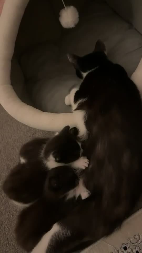 Mixed Breed cats for sale: Mix breed beautiful and playful kittens  in Barking - Video 1