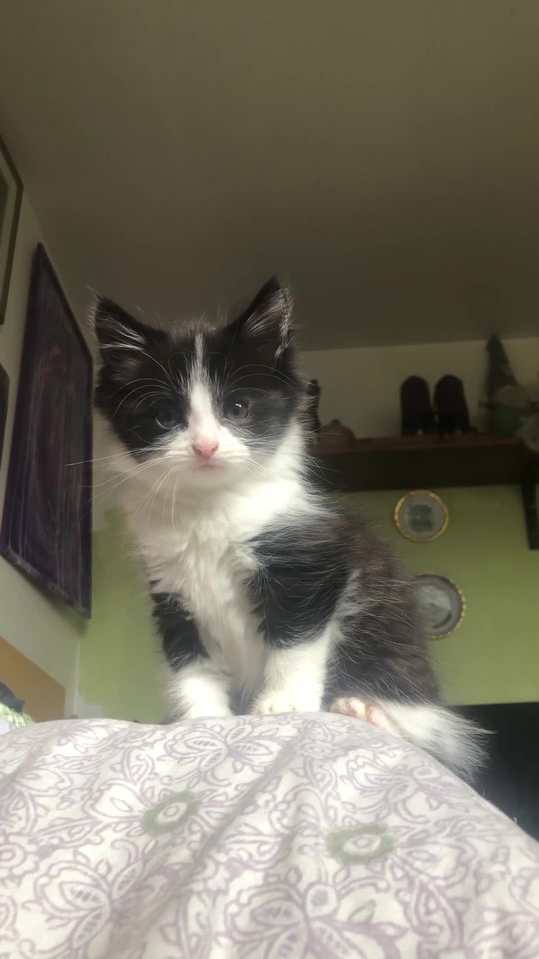 Mixed Breed cats for sale: Male long hair mixed breed kitten - Video 1