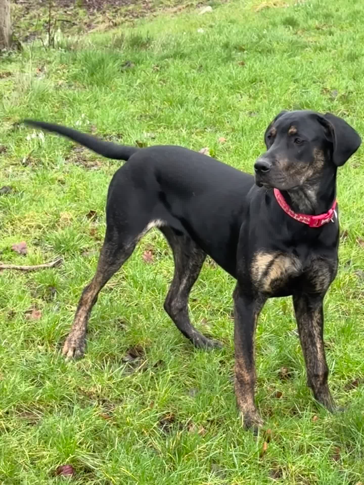 Mixed Breed dogs for sale: Golden Retriever/Great Dane Cross - Video 1