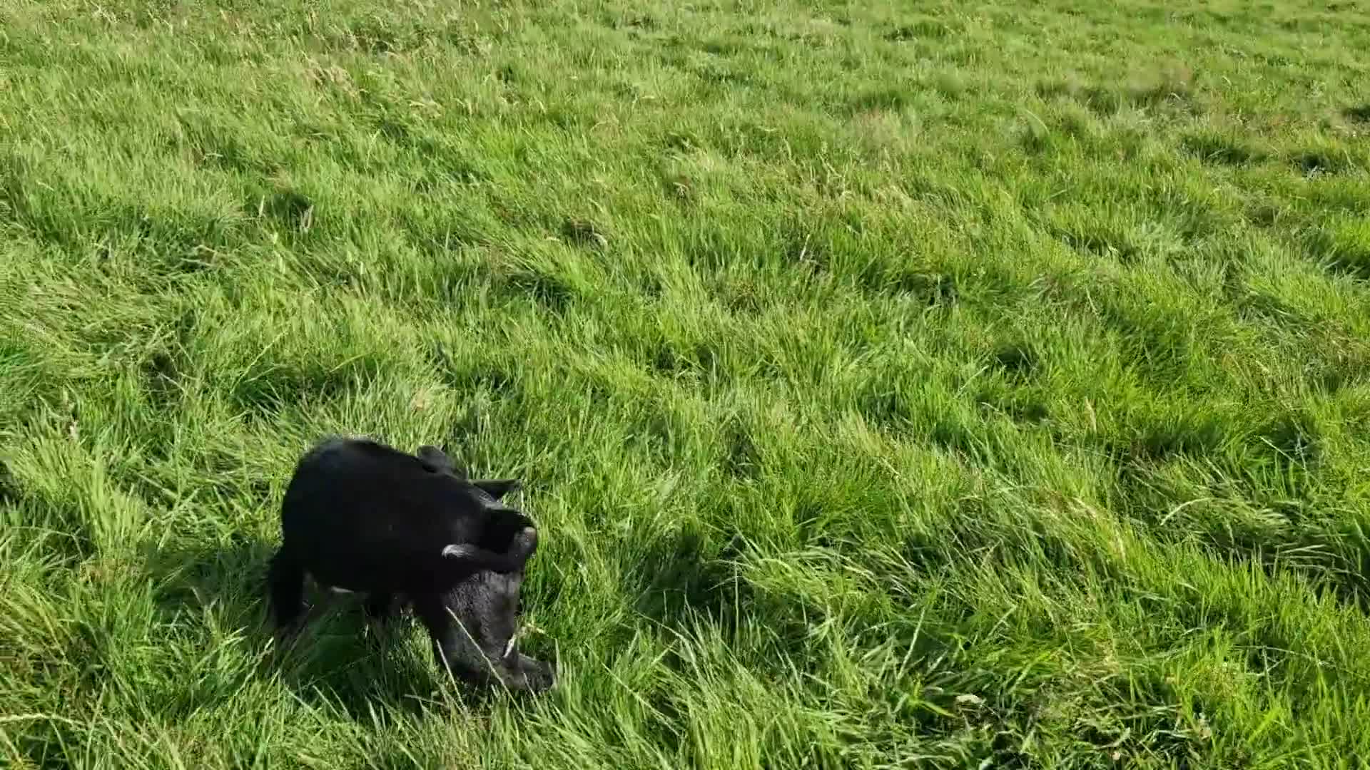 Border Collie dogs for sale: ISDS REGISTER BORDER COLLIE  - Video 1