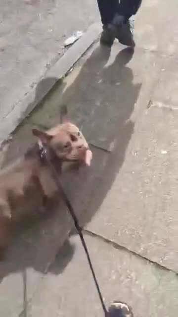 American Bully dogs for sale: 10 month old micro bully  - Video 1
