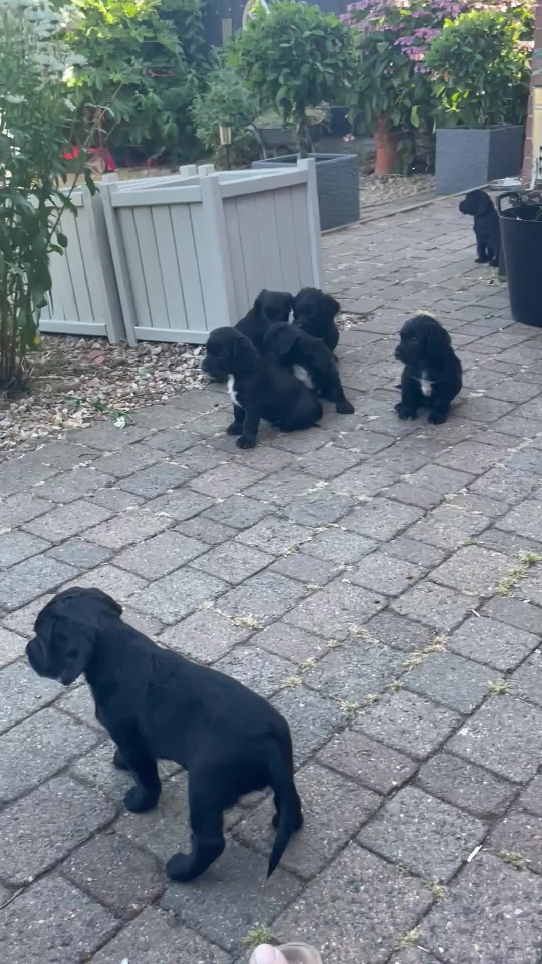 Sprocker dogs for sale: Sprocker spaniel  - Video 1