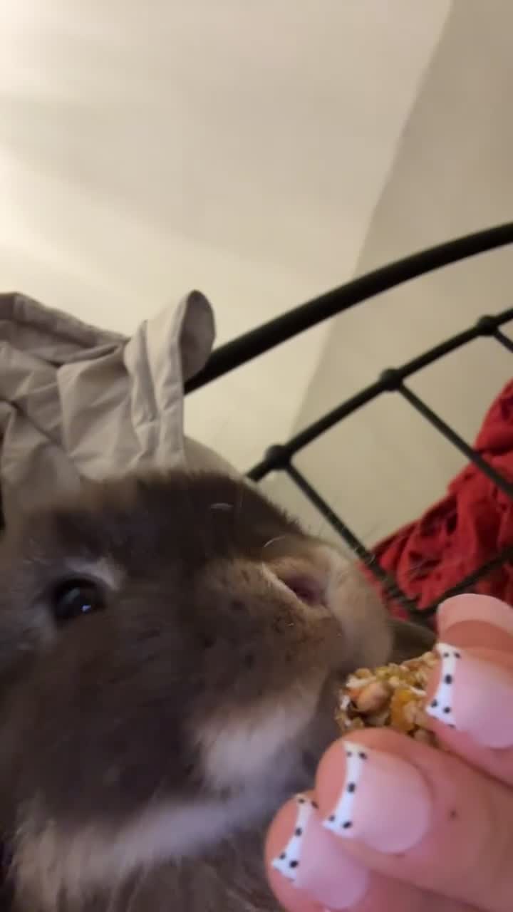 Mini Lop rabbits for sale: mini lop bunny in Darlington - Video 1