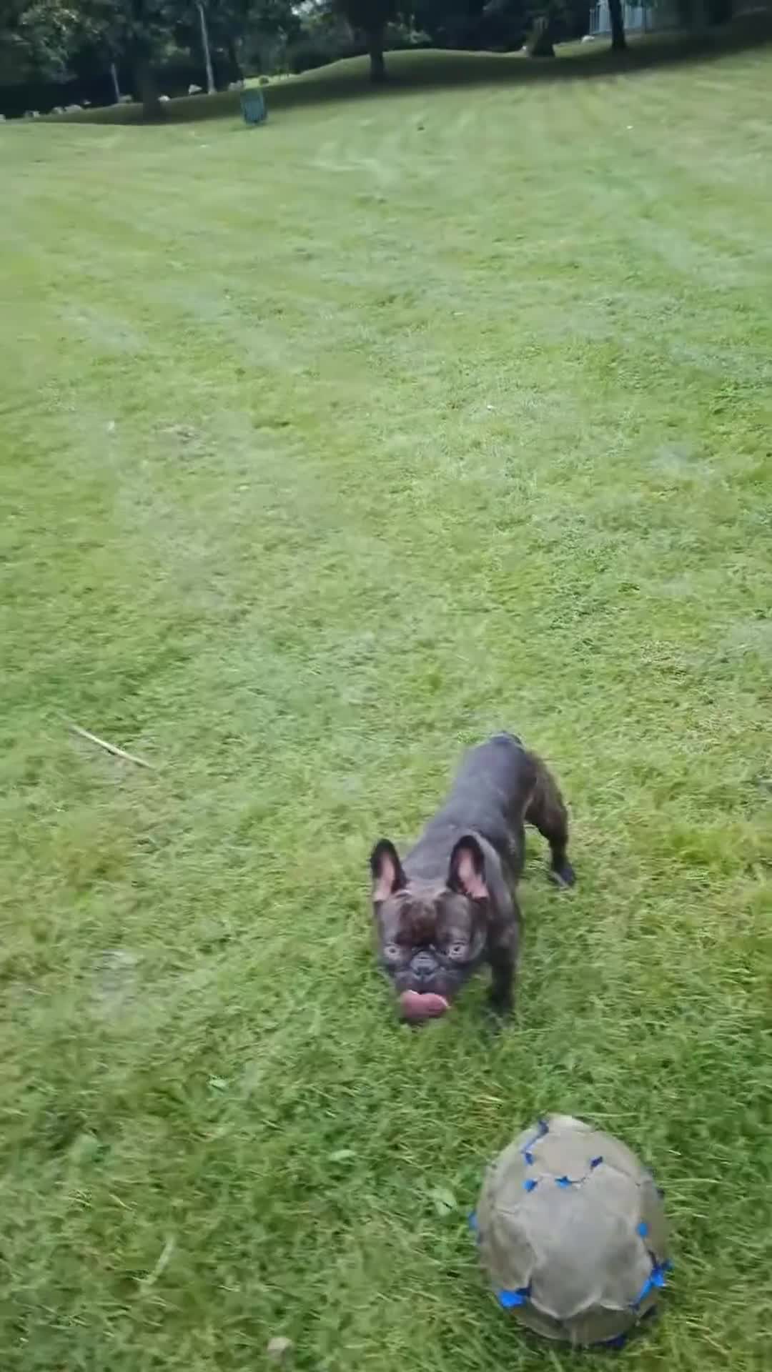 French Bulldog dogs for sale: French Bulldogs Need a Knowledgeable Home - Video 2