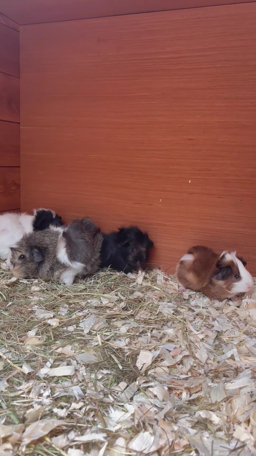 Guinea Pig rodents for sale: Gorgeous mixed breed Guinea Pigs - Video 2