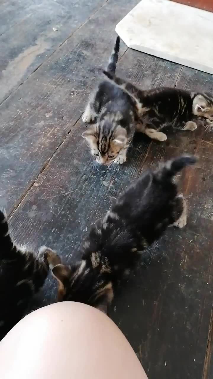 Mixed Breed cats for sale: Beautiful kittens  - Video 3