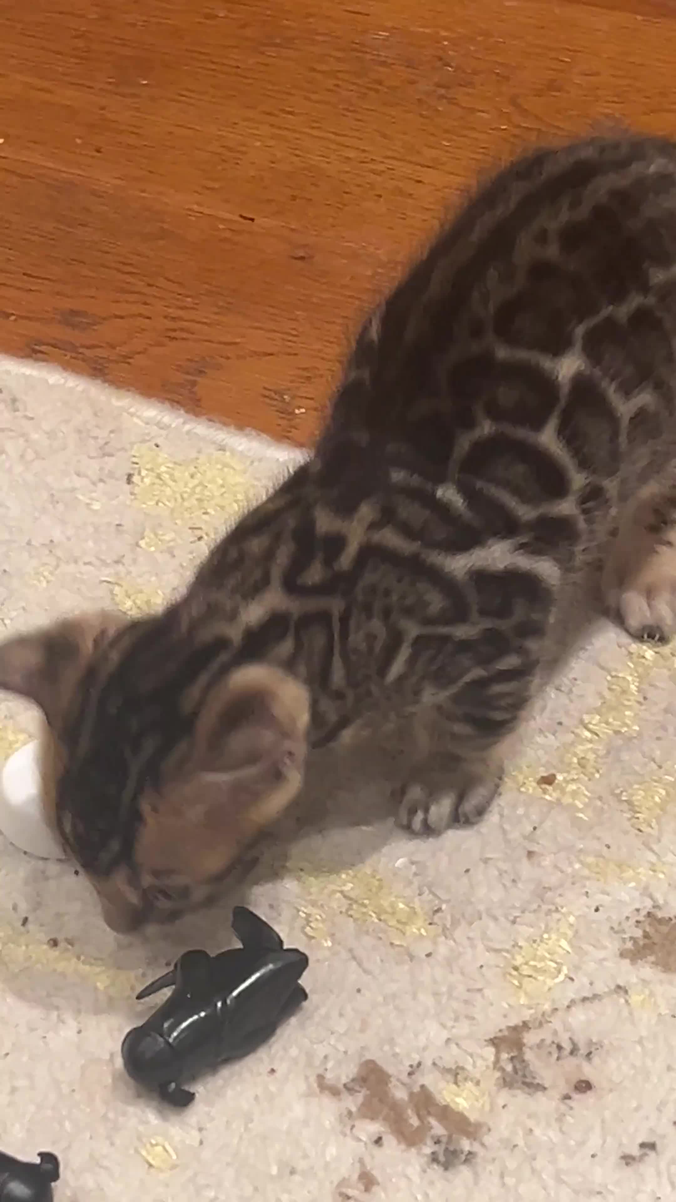 Bengal cats for sale: Stunning Bengal Kittens – TICA Reg – high Quality  - Video 2