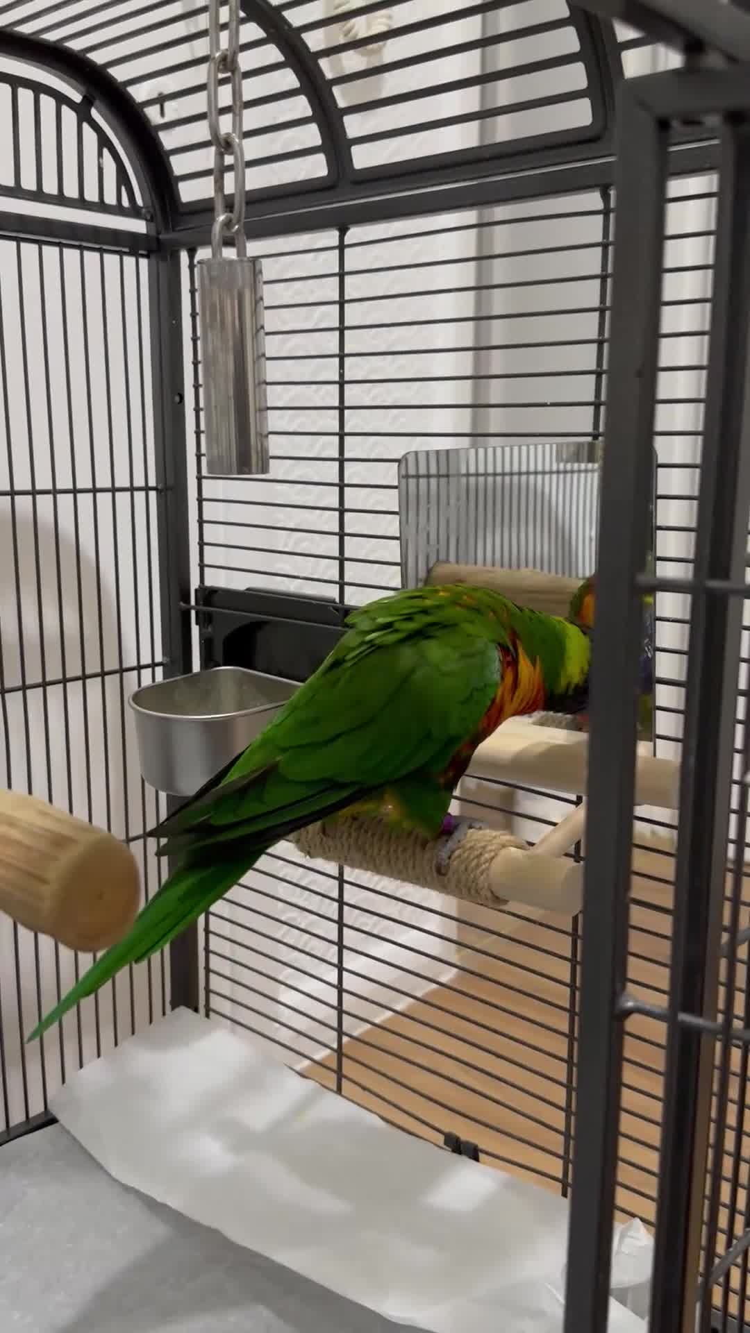 Lorikeets birds for sale: Beautiful male  lorikeet  silly tame for sale - Video 4