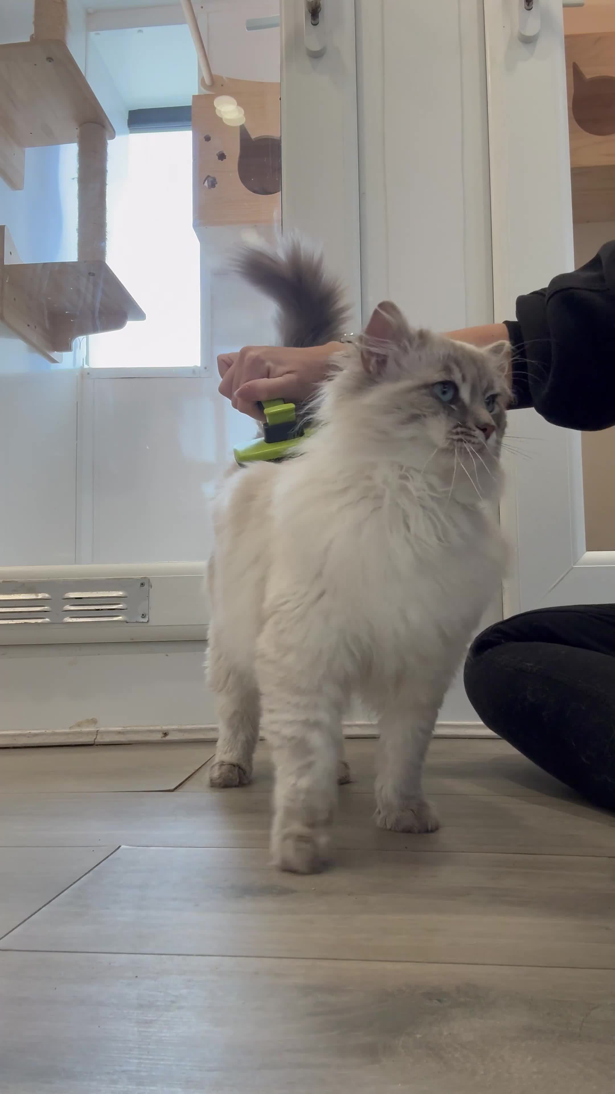 Ragdoll cats for sale: OUTSTANDING Lynx Male Ragdoll GCCF Registered - Video 1