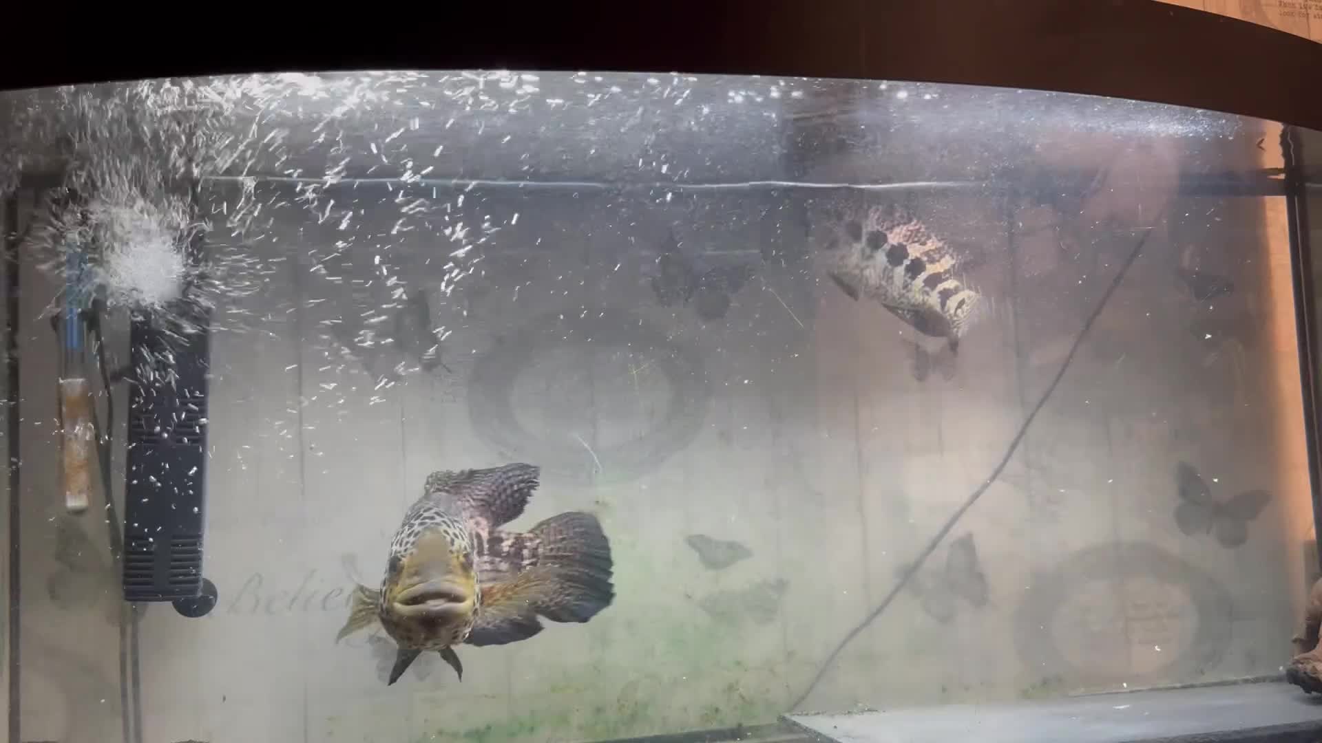 Cichlids fish for sale: 12 inch male jaguar cichlid  - Video 1