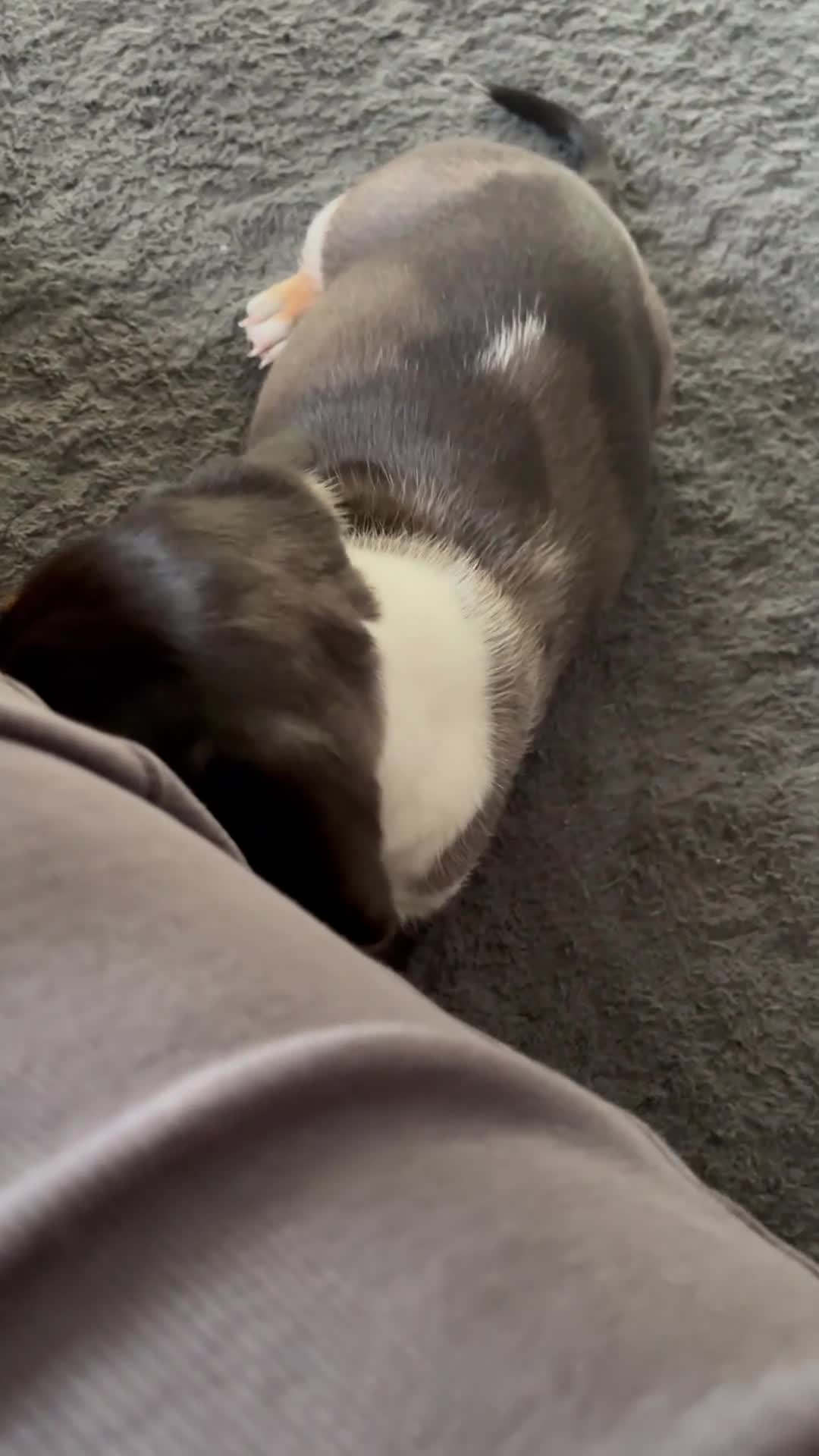 Miniature Dachshund dogs for sale: READY IN ONE WEEK! miniature dachshund puppies ⭐️ - Video 1