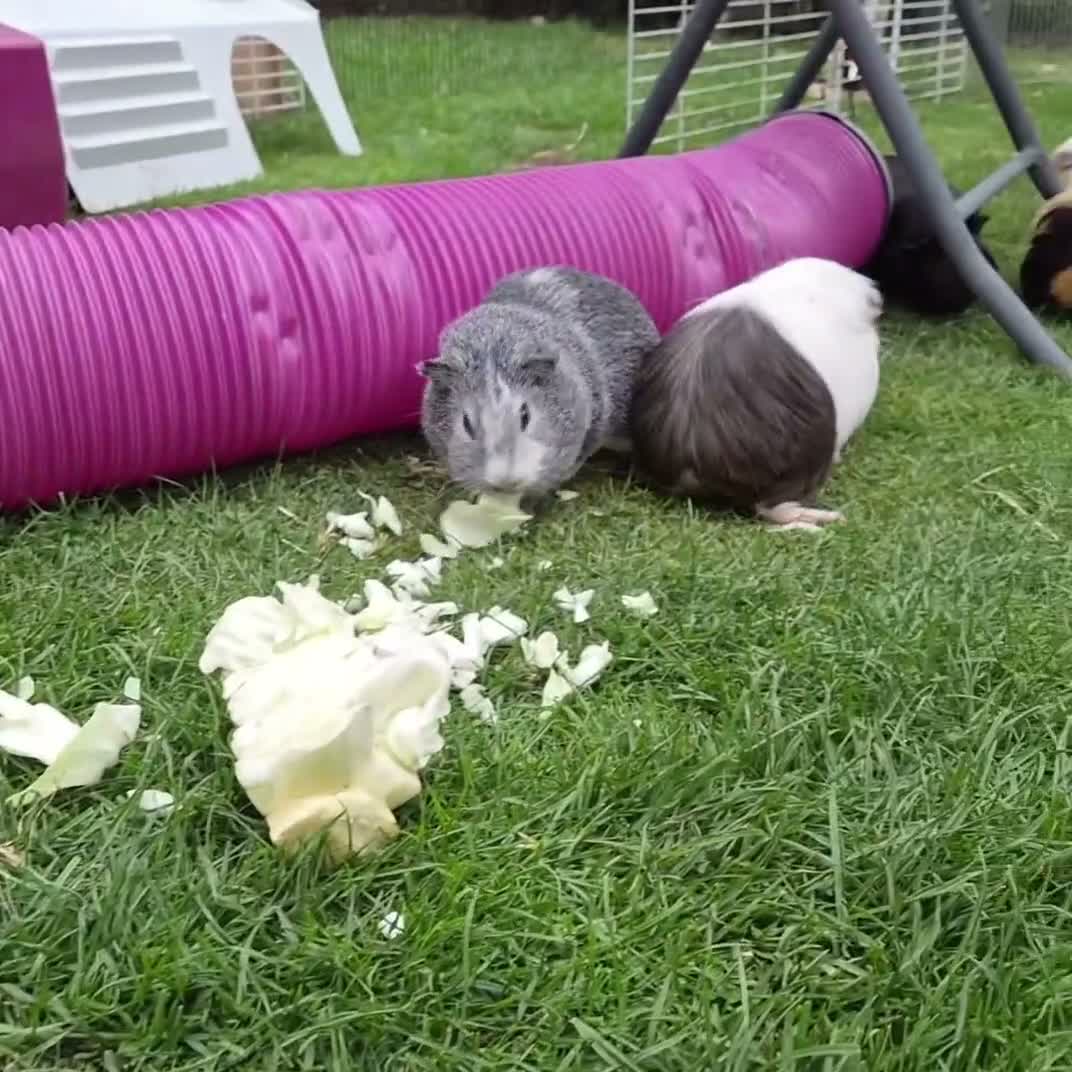 Guinea Pig rodents for sale: Mother & daughter duel  - Video 2