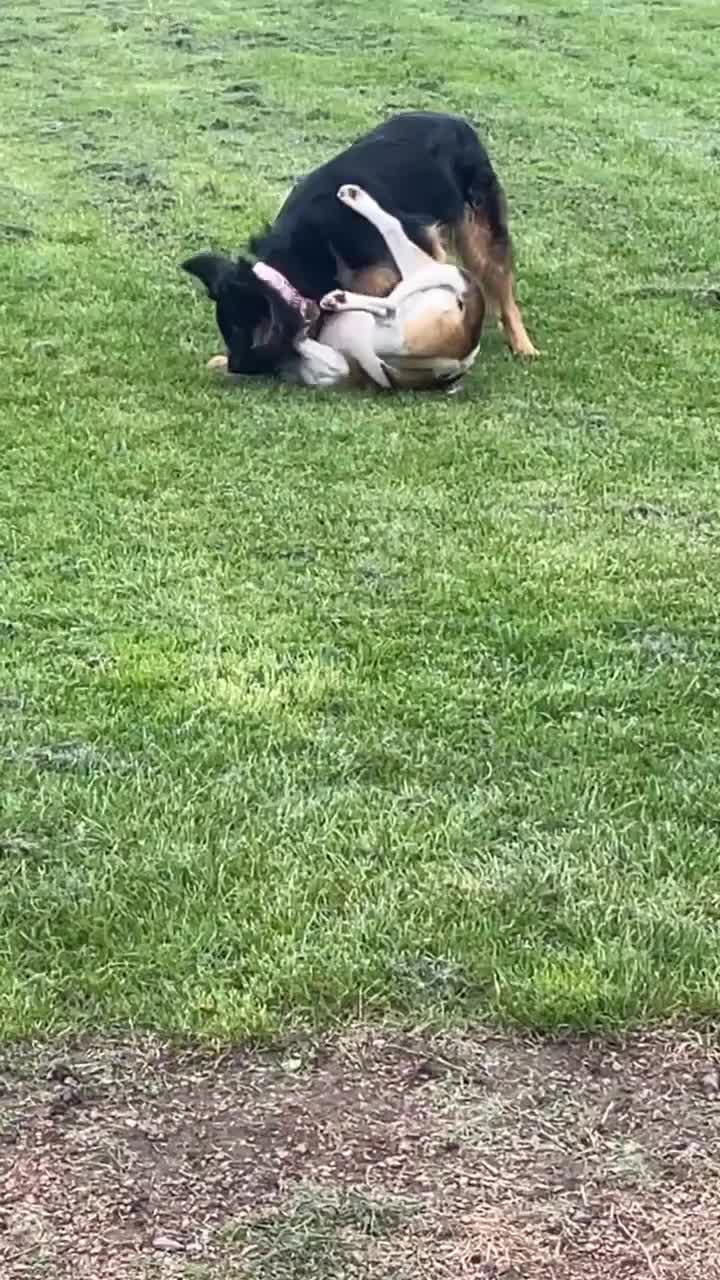 German Shepherd dogs for sale: Upcoming Litter of Pedigree German Shepherd Puppy - Video 4