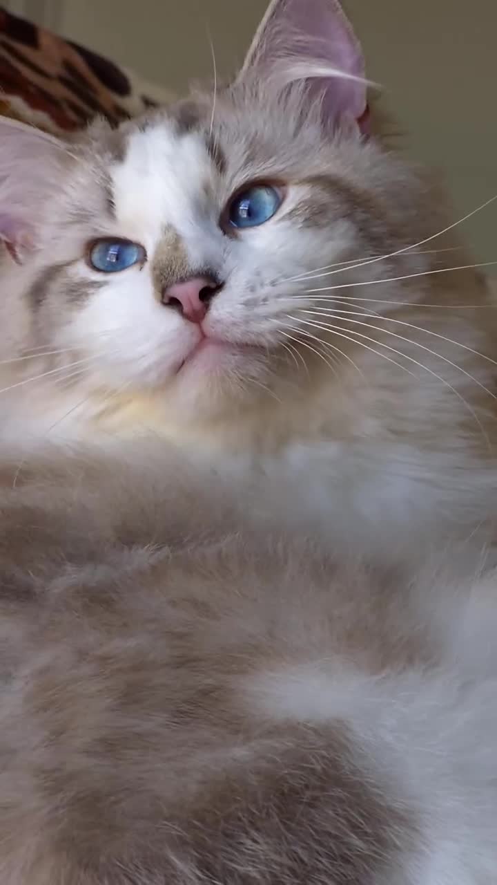 Ragdoll cats for sale: ✨ Exceptional Ragdolls,a distinguished lineage ✨ - Video 1