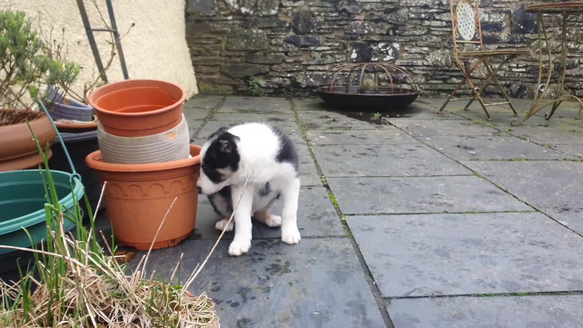 Border Collie dogs for sale: Gorgeous Border Collie Puppy - Video 1