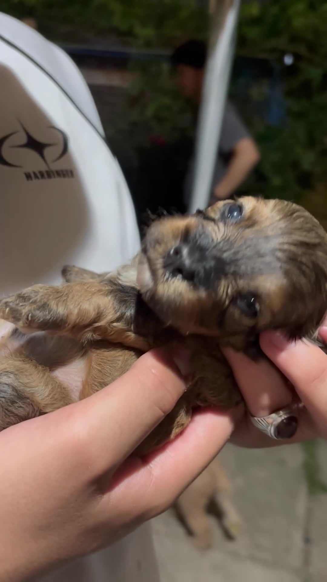 Mixed Breed dogs for sale: 🐶 Cockapoo × Shih Tzu Puppies Ready September  - Video 3